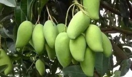 芒果最新爆料深圳网友,芒果最新爆料揭秘幕后真相